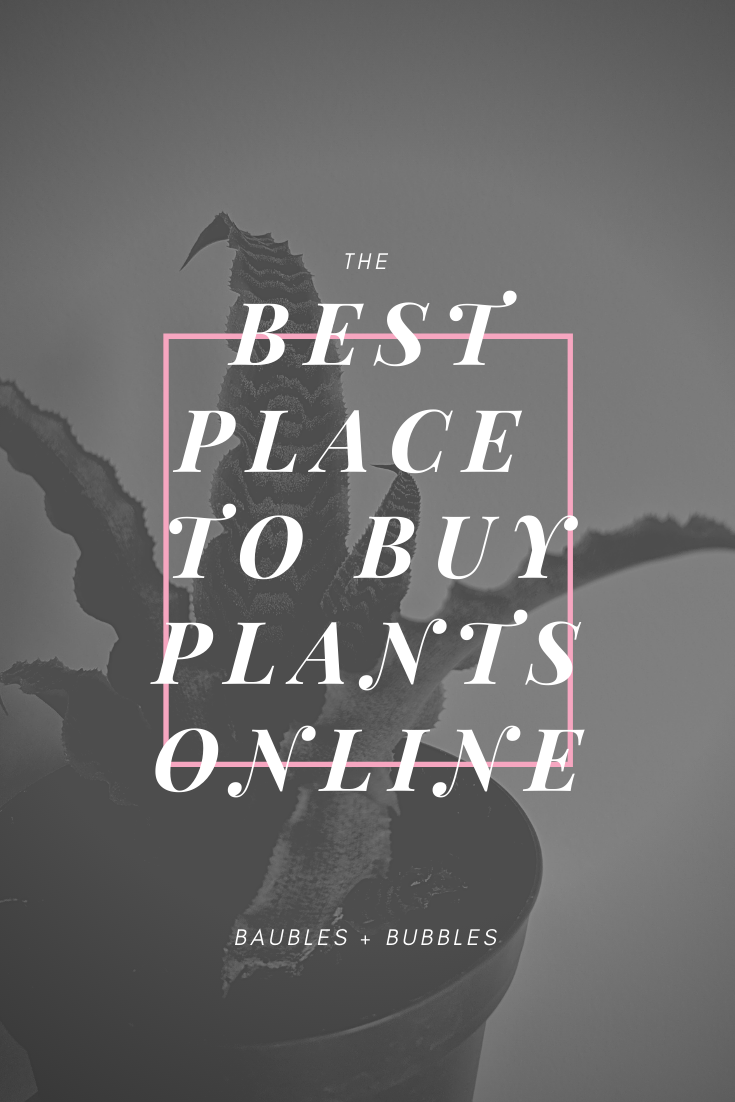 Best Place to Buy Plants Online | Baubles + Bubbles