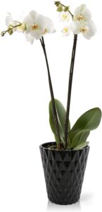 White Double Stem Phalaenopsis Orchid Plant - Amazon Essentials: Plant Products | Baubles + Bubbles