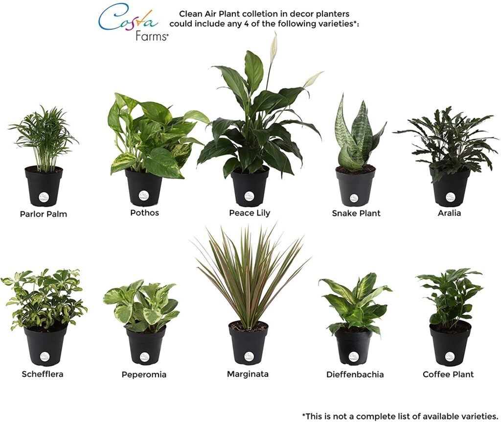 Costa Farms House Plants - Amazon Essentials: Plant Products | Baubles + Bubbles