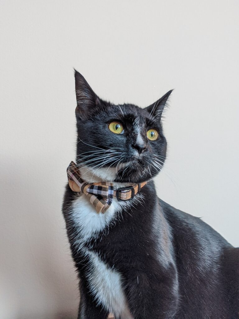 Burberry Breakaway Cat Collar with Cute Bow Tie + Bell - Kitty Essentials | Baubles & Bubbles Blog