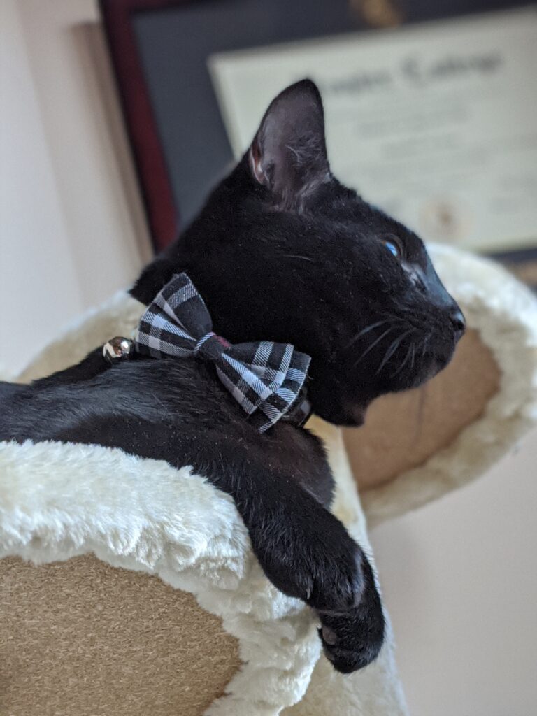 Burberry Breakaway Cat Collar with Cute Bow Tie + Bell - Kitty Essentials | Baubles & Bubbles Blog