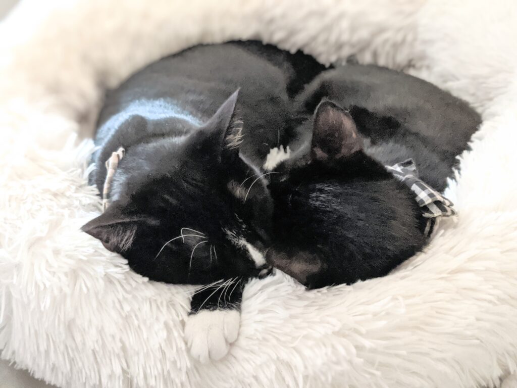 Adorable Snuggling Sleeping Black Cats | Baubles & Bubbles Blog