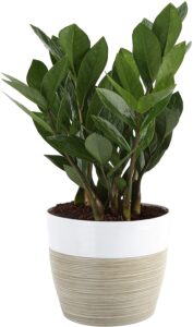 ZZ Zamioculcas zamiifolia, Indoor Live Plant, 12-Inch Tall, White-Natural Décor Planter - Sustainable Swaps | Baubles + Bubbles