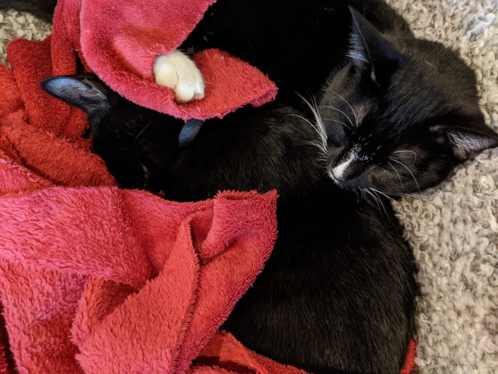 Cat Blanket - Kitty Essentials | Baubles & Bubbles Blog