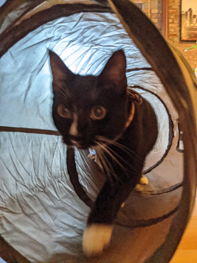 Collapsible Tunnel - Cat Essentials | Baubles & Bubbles Blog