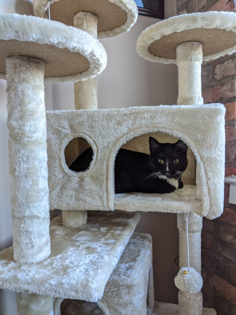 Scratching Post or Cat Condo - Kitty Essentials | Baubles + Bubbles Blog