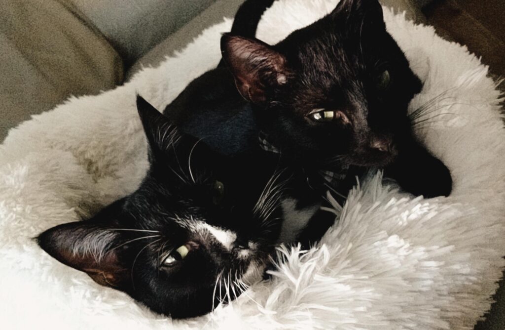 Adorable Black Cats | Baubles & Bubbles Blog