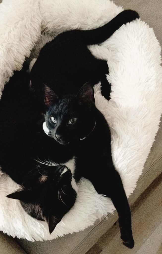 Two Adorable Black Cats | Baubles & Bubbles Blog