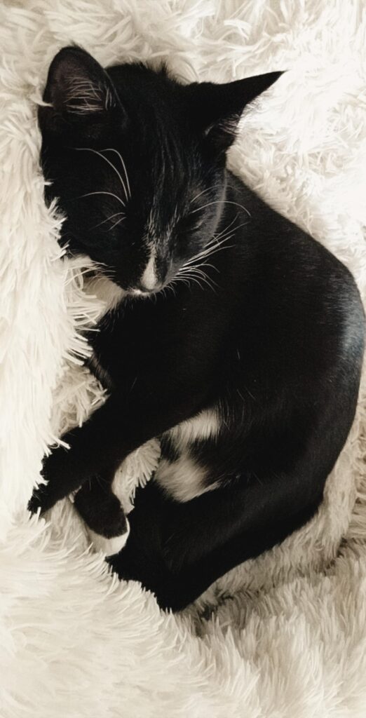 Adorable Sleeping Black Cat | Baubles & Bubbles Blog