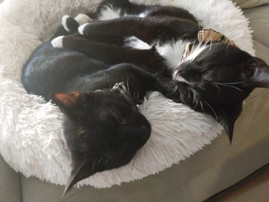 Cut Sleeping Black Cats - Kitty Essentials | Baubles & Bubbles Blog