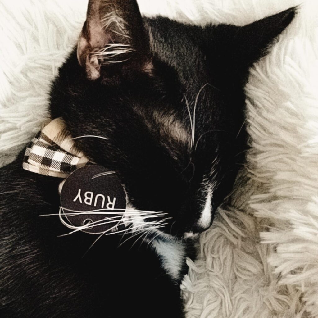 Pet ID Tag - Cat Essentials | Baubles & Bubbles Blog