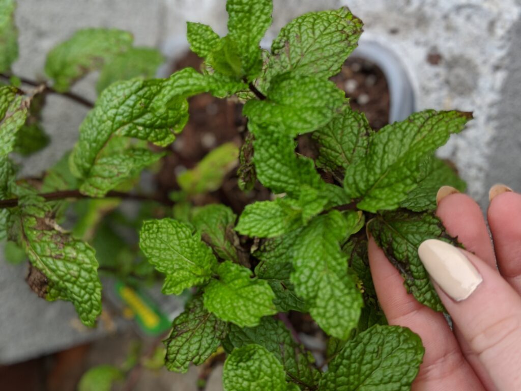 Sweet Mint - DIY Cinder Block Herb Garden | Watermelon Mint Frozen  Margarita