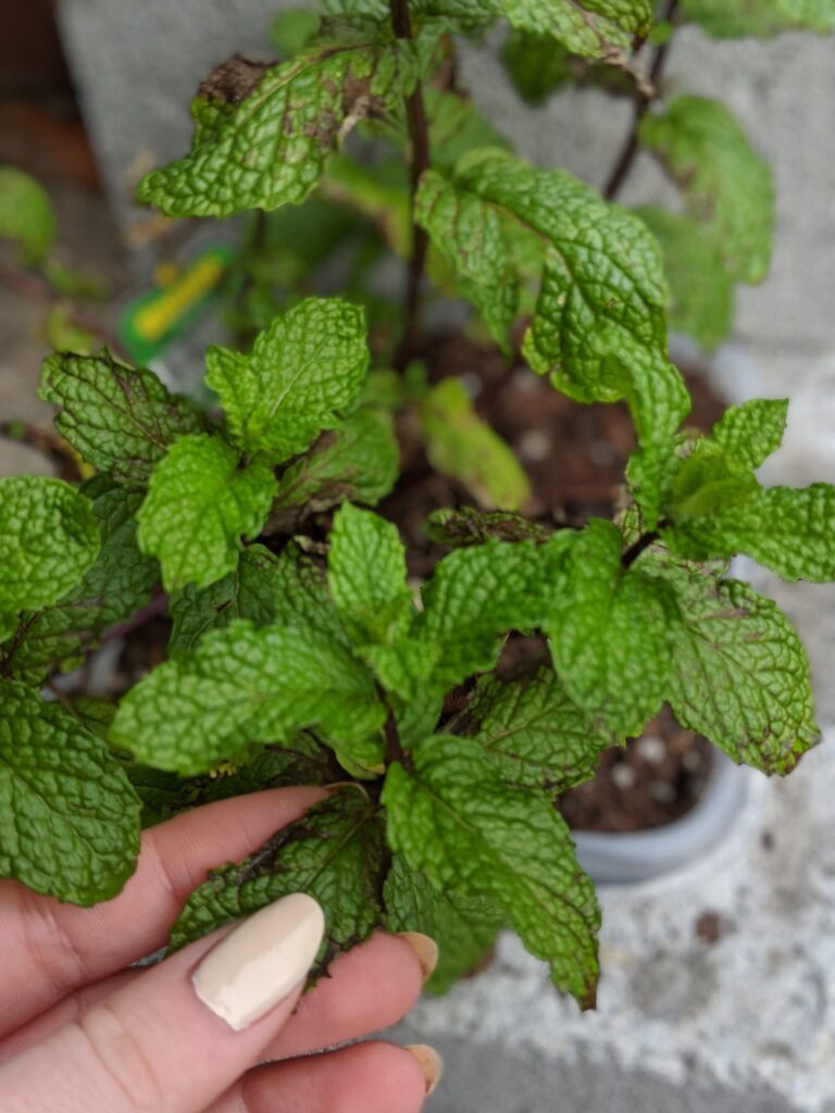 Fresh Mint Herb Plant - DIY Cinder Block Herb Garden | Baubles + Bubbles