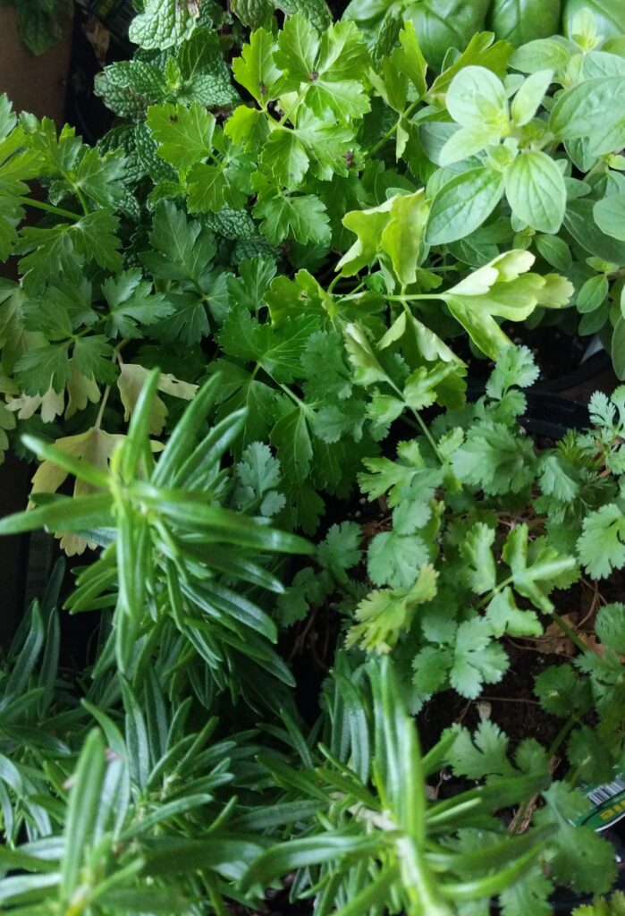 Fresh Herbs - DIY Cinder Block Herb Garden | Baubles + Bubbles