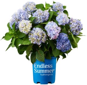 Live Flowers - Amazon Essentials: Plant Products | Baubles + Bubbles